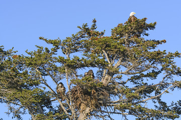 Bald Eagle Nesting Tree with Mother and Two Fledglings
