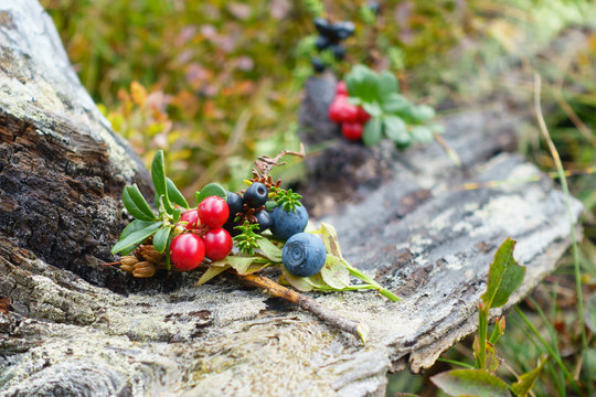 Heidelbeeren und Preiselbeeren auf altem Holz