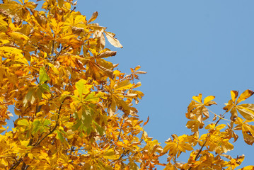 Autumn leaves with blue sky as background