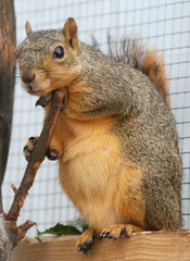 Fototapeta premium amerikanisches Eichhörnchen