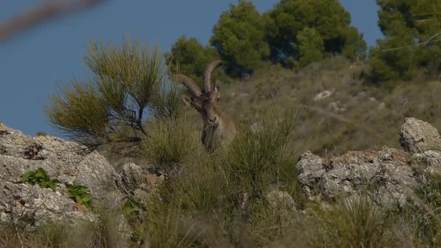  Iberian male ibex on the slopes in the bushes under the pines with blue sky 