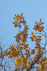Autumn leaves with blue sky as background