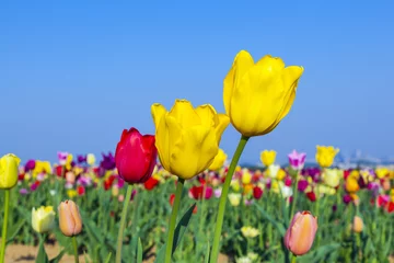 Abwaschbare Fototapete Tulpe Feld mit blühenden bunten Tulpen