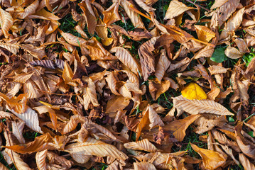 Autumn leaves