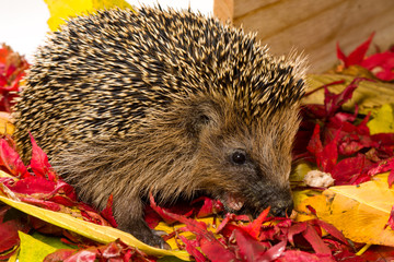 Hedgehog sitting on autumn leaves and eating some minced meat