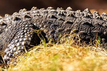 Midsection Of Crocodile