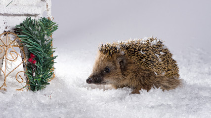 Little hedgehog searching for fodder in the snow © Manuel Findeis