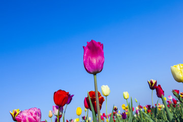 Obraz premium field with blooming colorful tulips