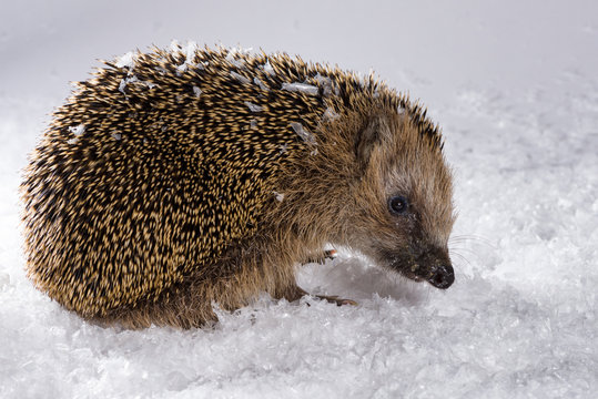 Little hedgehog searching for fodder in the snow