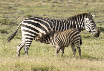 Fototapeta na wymiar Kenya ,Africa, Amboseli reserve, zebra foal feeding.