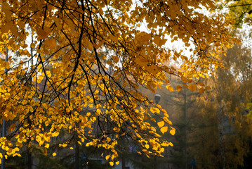 Autumn leaves with blue sky as background