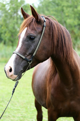 Purebred arabian horse head on natural background