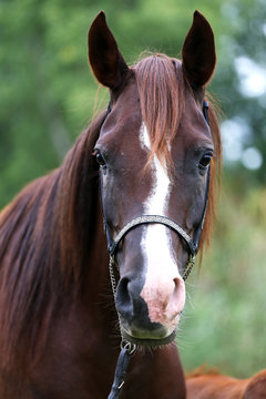 Beautiful arabian breed mare looking at camera