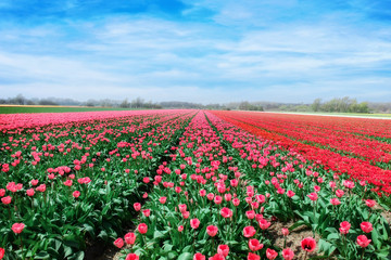 champ de tulipes roses, rouges et oranges au printemps