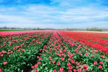 Foto auf Acrylglas Tulpe rosa, rotes und orangefarbenes Tulpenfeld im Frühling