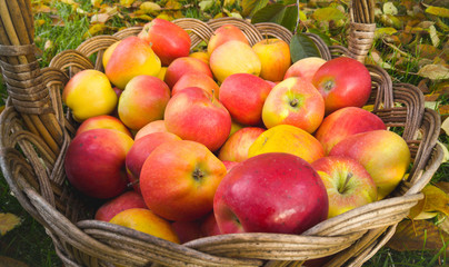 Closeup of ripe red apples in wicker basket at garden