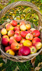 Closeup of big wicker basket full of red apples