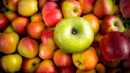 Closeup of one green apple lying on pile of red apples