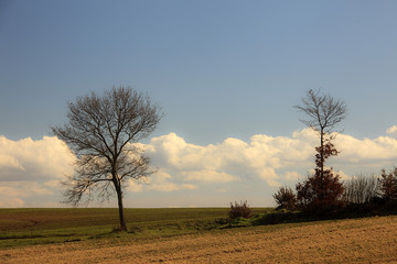 Fototapeta premium Drzewa pod chmurami