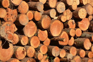 fondo con troncos de árboles