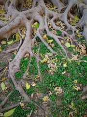 arbol solitario en otoño