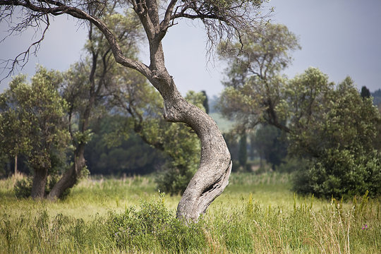 nella campagna un albero a forma di donna