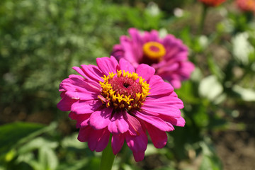 Obraz premium Beautiful flowers growing in garden