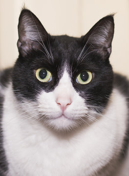 GATO OBSERVADOR