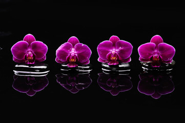 Four orchid with therapy stones 