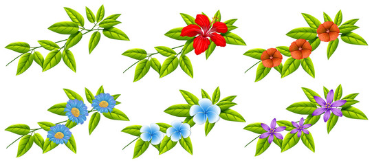 Flowers and green leaves
