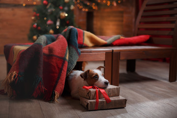 Dog Christmas, New Year, Jack Russell Terrier Wall Mural | Wallpaper  Murals-annaav