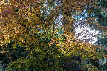 Backyard Japanese Maple 5