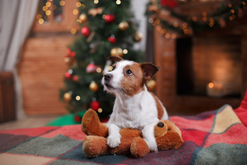 Dog Jack Russell Terrier holiday, Christmas and New Year