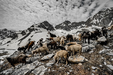 Flock white and black sheep in the snow