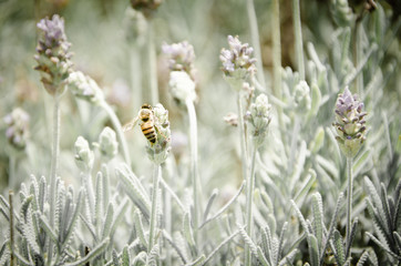 Bee in lavender field