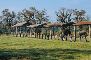 Fototapeta premium elephant live in village with people in nepal