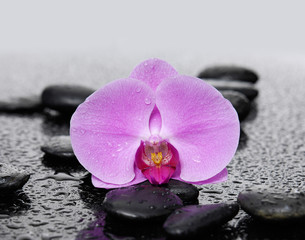 Fototapeta na wymiar Pink orchid with therapy stones 