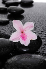 Fototapeta na wymiar Set of Cherry blossom, sakura flowers with therapy stones 