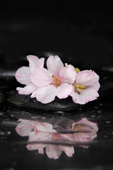 Obraz na płótnie Canvas Cherry blossom, sakura flowers with therapy stones 