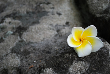 Fototapeta na wymiar A Beautiful yellow flower on the rock.
