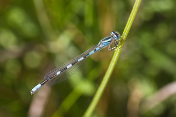 Blue Damselfly on Stem