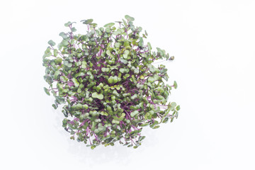   sprouts red cabbage on  white background