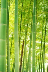 Crédence de cuisine en verre imprimé Bambou forêt de bambous.Pousse de bambou.