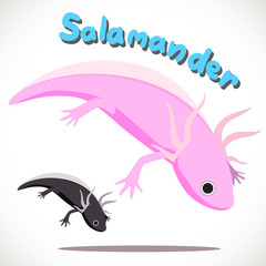 salamander