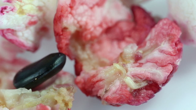 Maggots eat rotting Manila tamarind fruit