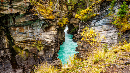 The  turquoise colored water of the Athabasca River as it flows through the Canyon immediately after the Falls in Jasper National Park in the Canadian Rockies