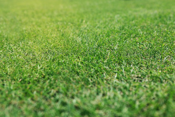 Green grass golf course background