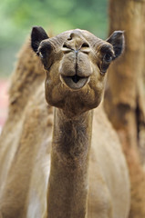 Obraz premium Camel..