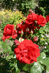 Red standard rose flowers
