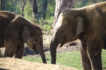 Fototapeta premium elephant live in village with people in nepal